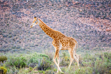Safari South Africa
