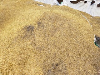 Pile of rice bran background. Blurry Background
