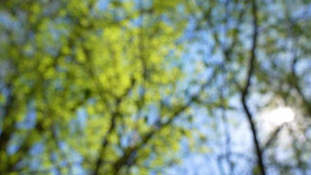 4k stock video footage of beautiful blurry defocused spring landscape. Tops of green old trees isolated on sunny morning clear blue sky background