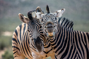 Fototapeta na wymiar Safari South Africa