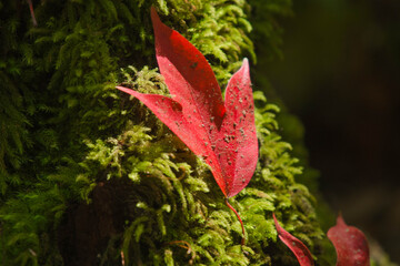 Red maple leaves near the Phen Phop Mai Waterfall on Phu Kradueng National Park, Loei Province, Thailand