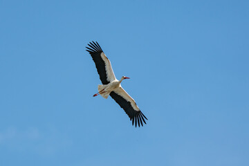 storch
