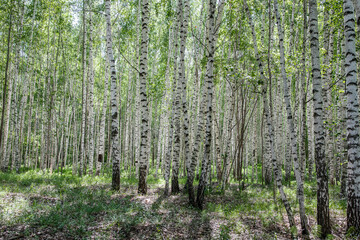 Bright birch grove on a clear sunny spring day.