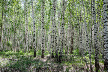 Fototapeta premium Bright birch grove on a clear sunny spring day.