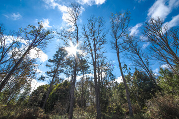 Obraz premium Evergreen forest along the trekking route up Phu Kradueng Mountain, Loei Province, Thailand