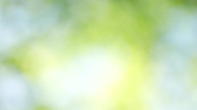 Beautiful 4k abstract blurry organic bokeh video background in green, white, yellow, blue fresh pastel colors
