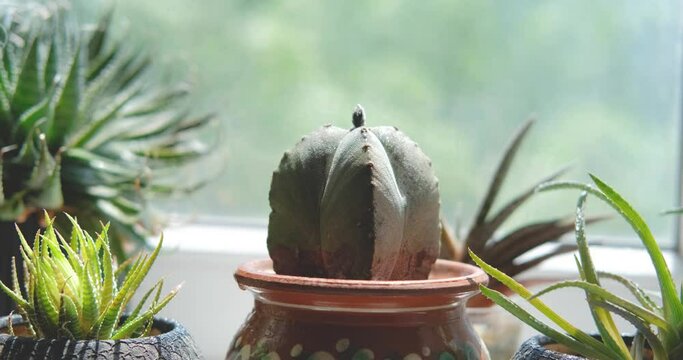 Close up of cactus near window 4K UHD 