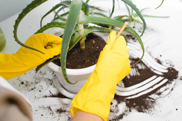 Houseplant care. Female hands in gloves loosen the ground in a flower pot, top view. Indoor aloe...