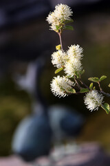 Grosser Federbusch (Fothergilla major) - large witch alder