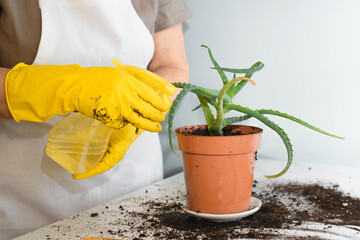 Home gardening. Woman caring for the plant. Female hands in gloves spraying aloe vera from a spray bottle. Indoor care and love for indoor plants.