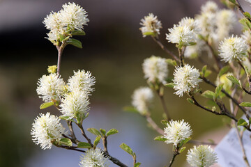 Grosser Federbusch (Fothergilla major) - large witch alder