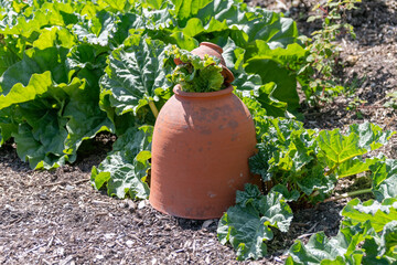 rhubarb being grown in a terracotta forcing pot