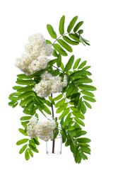Rowan (sorbus aucuparia or mountain-ash) blooming, in a glass vessel on a white background - obrazy, fototapety, plakaty