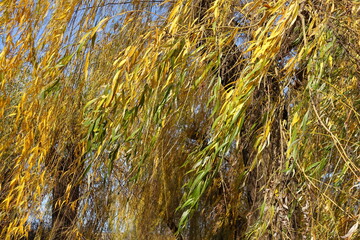 Fototapeta na wymiar Autumnal foliage of weeping willow in mid November