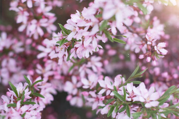 Fototapeta premium beautiful natural summer background of small pink flowers. floral wallpaper