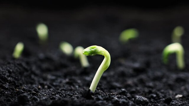 Growing plants in spring timelapse, sprouts germination from seeds, newborn bean in greenhouse agriculture, Natural beautiful concept, Alone Plant, Clean and eco-friendly