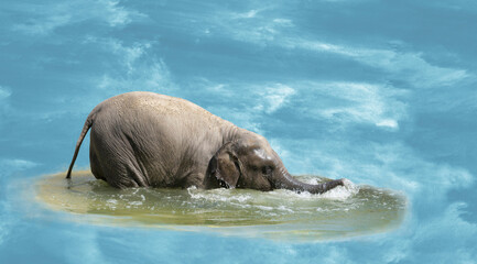Fototapeta premium The elephant calf bathes in water