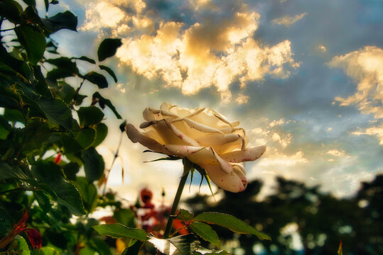 美しく咲いたオレンジ系のバラの風景