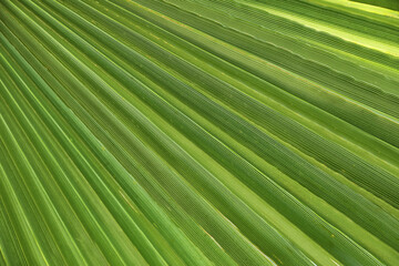 Closeup view of lush palm leaf as background