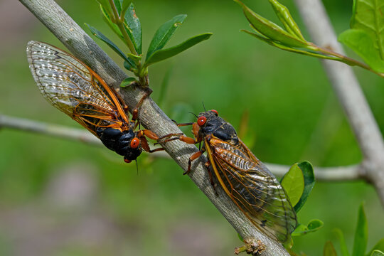 Emerged 17 year Brood X periodical cicadas. Every 17 years they tunnel up from the ground and molt into their adult form and mate.  Newly hatched cicada nymphs fall from trees and burrow into dirt. 