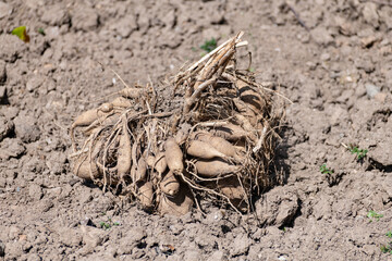 spring time and the Dahlia tubers are ready for planting