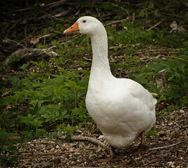 Domestic goose (Anser domesticus) on its own property.