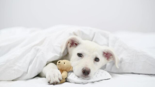 Sad puppy hugs favorite toy bear under white blanket on a bed at home
