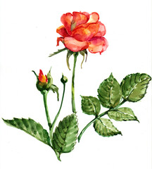 Watercolor red rose isolated on white background.