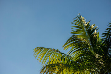 Fototapeta premium Green Tree Leaves on blue sky summer background