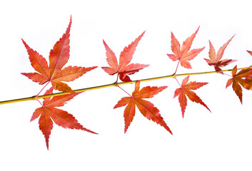 Fresh red Maple leaf and stem isolated white background.