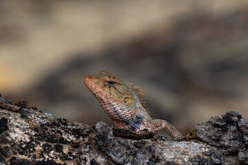 Oriental Garden Lizard resting on the tree.