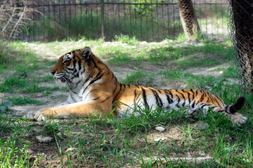 Tiger, big cat, nature, animals, wildlife, taiga, jungle, stripes, predator, Amur tiger, zoo, circus, sherkhan, beast
