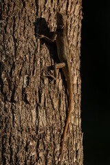 Oriental Garden Lizard resting on the tree.