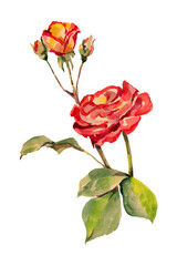 Watercolor bouquet of roses.