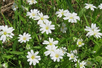 White stellaria flowers on the meadow in spring, closeup