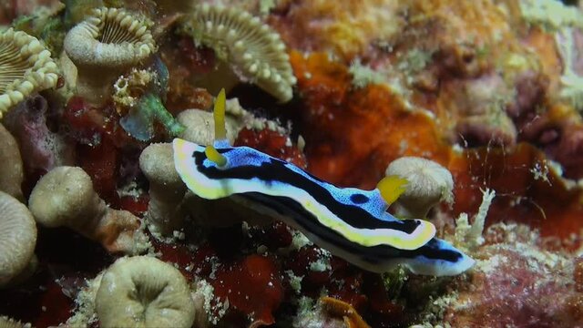 Chromodirs nudibraanch (Chromodoris annaee) crawling over corals on tropical reef