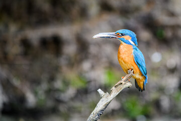 The male Kingfisher (Alcedo atthis) sits on a twig with a small fish in its beak.