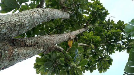 Fototapeta premium branches of a tree