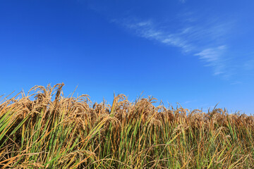 Rice ears ripening under the blue sky