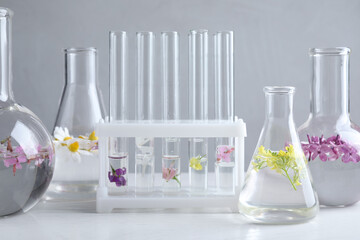 Laboratory glassware with flowers on white wooden table. Extracting essential oil for perfumery and...