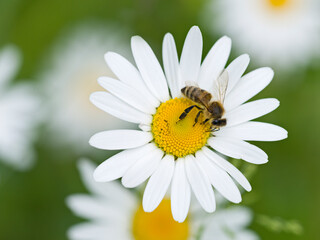 Fototapeta premium Honigbiene auf Margeritenblüte