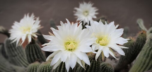 Obraz premium white flowers