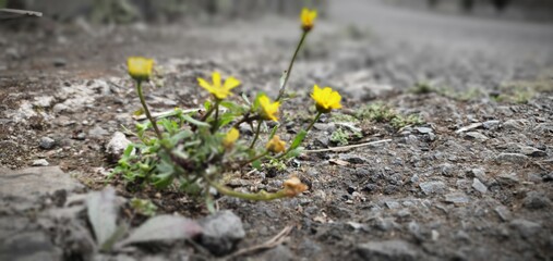 flowers in the asphalt