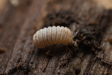 little white Trachysphaera sp. (Stavropol) pill millipede on a piece of rotten wood