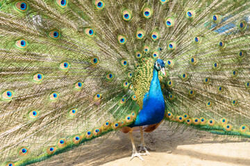 Naklejka premium Peacock