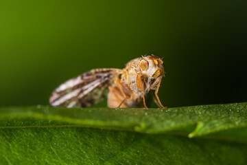 Horizontal portrait of Burdock Fly (Tephritis sp.) sitting on the edge of leaf at dark green...