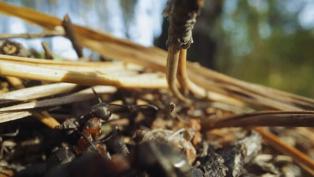 Group of black ant insects runs among dry yellow pine tree needles lying on ground in wild spring forest on sunny day super close view wide