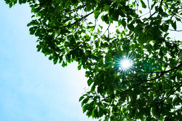 逆光　若葉のグリーン　【 グリーン社会 イメージ 】
