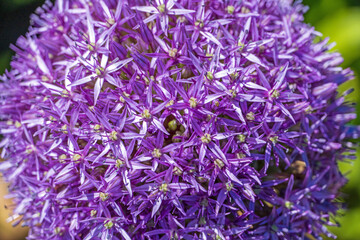 Zierlauch-Blüte