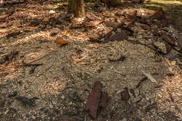 Fototapeta premium Sägemehl im Wald
